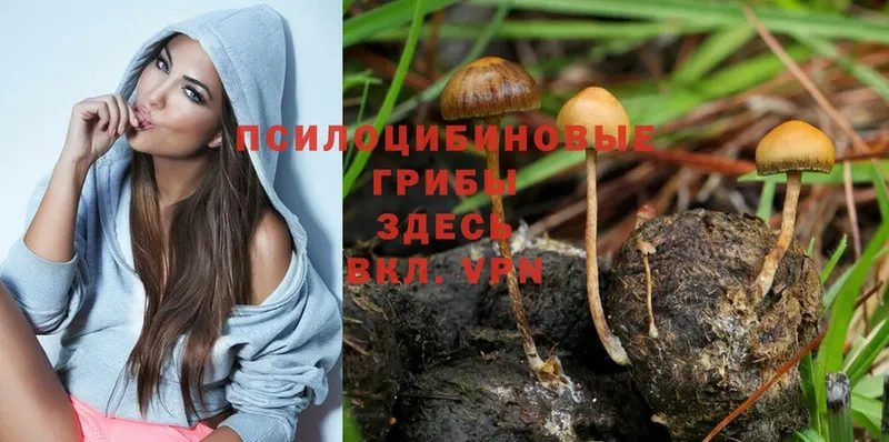 Галлюциногенные грибы Psilocybine cubensis  Майкоп 